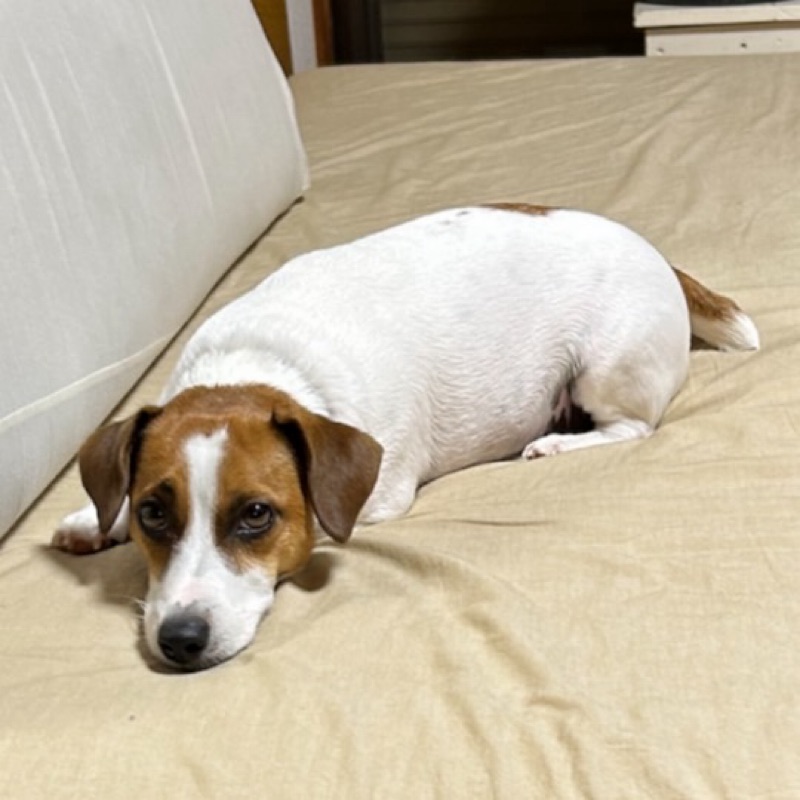 山中たけし　諫早