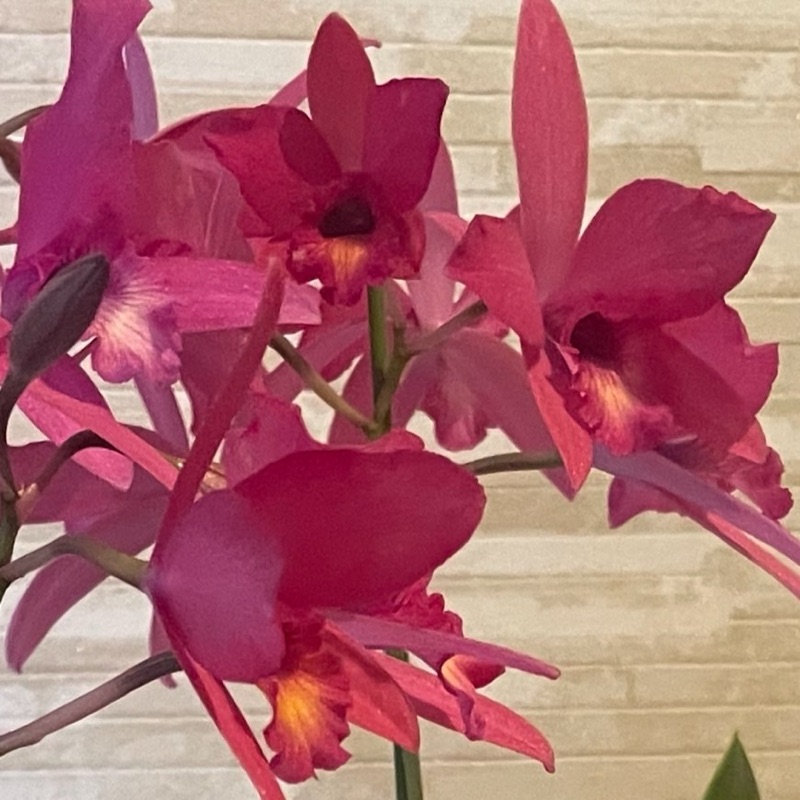 ヤナギタトモコ