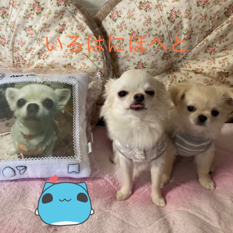 石橋＊いろは🍑🐾🐶