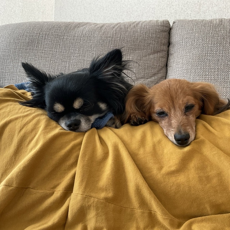 mai_animal.messenger 月宮　舞衣