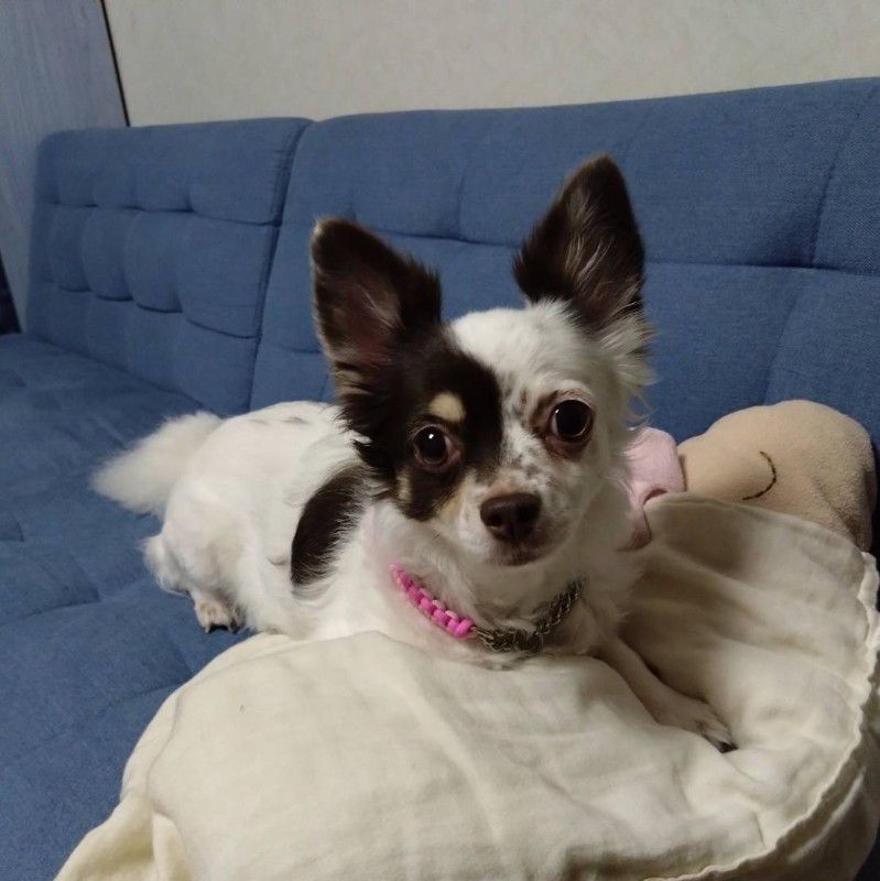 レーベンから来たショコラ