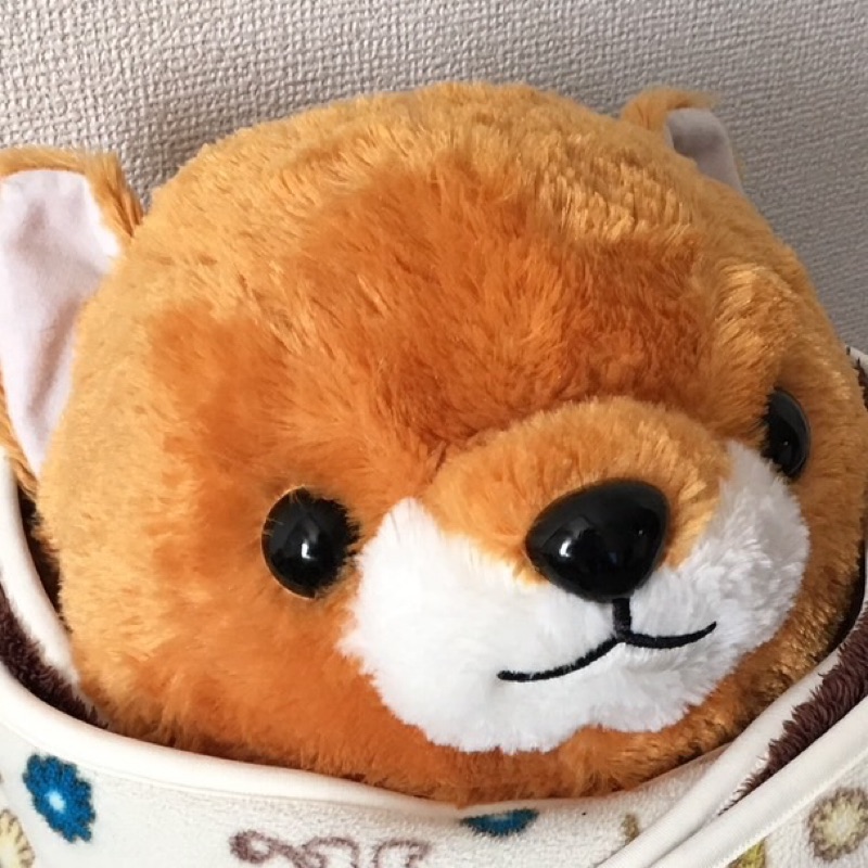 Shiba