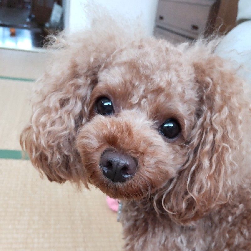 ひらのえみこ🌼