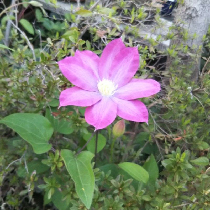 まつむらやすこ