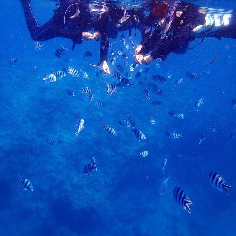 どばし しょーへい