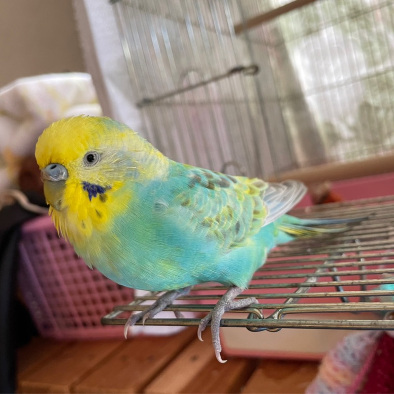 めるのおかあちゃん