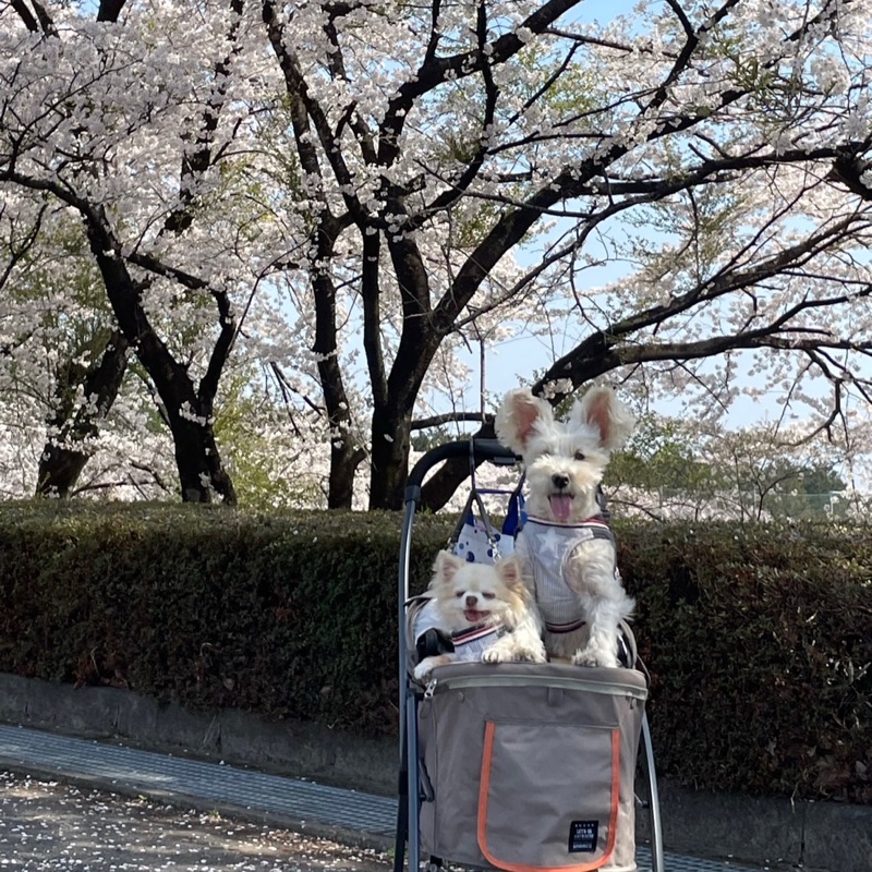 香織