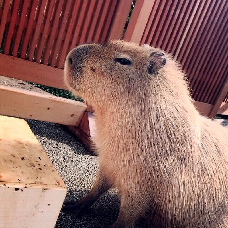 きしかわゆうすけ