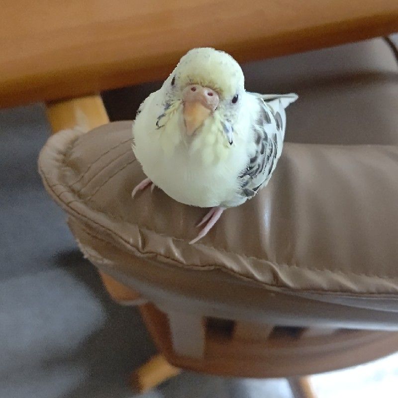 シミズキョウコ