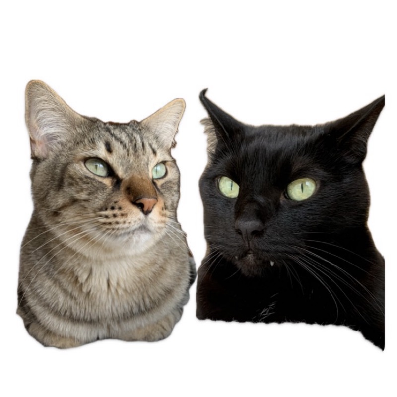 きたこがねこTNR