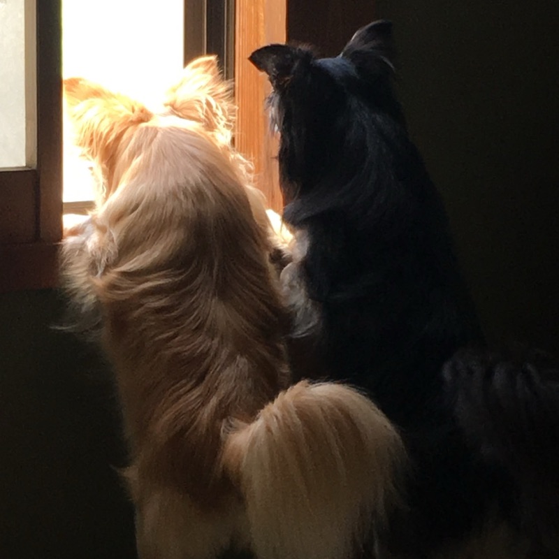 ラウンジタレント