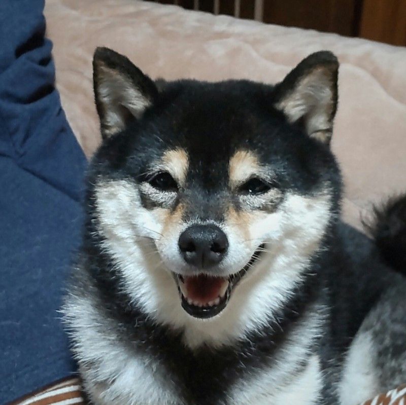 ふみとはなとめい