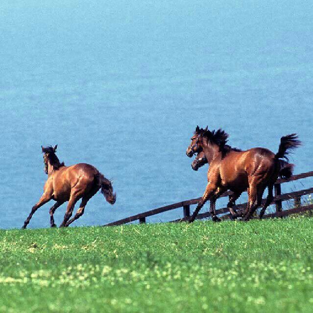 ちゃっちゃじーじ