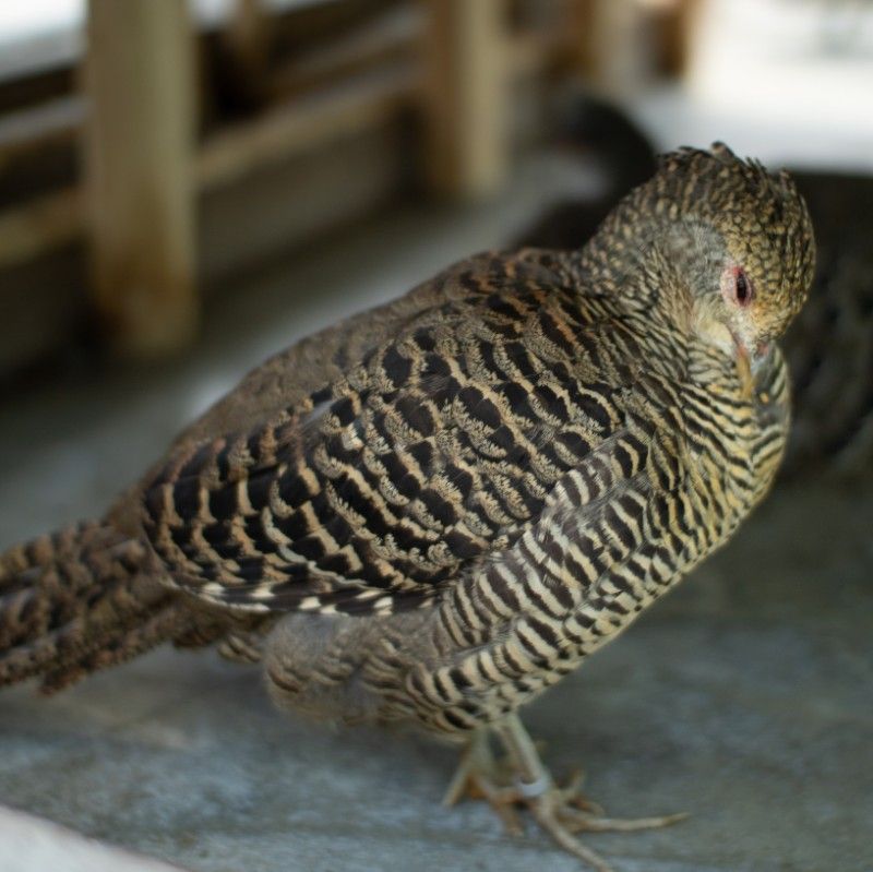 濱川 魁偉(かいい)