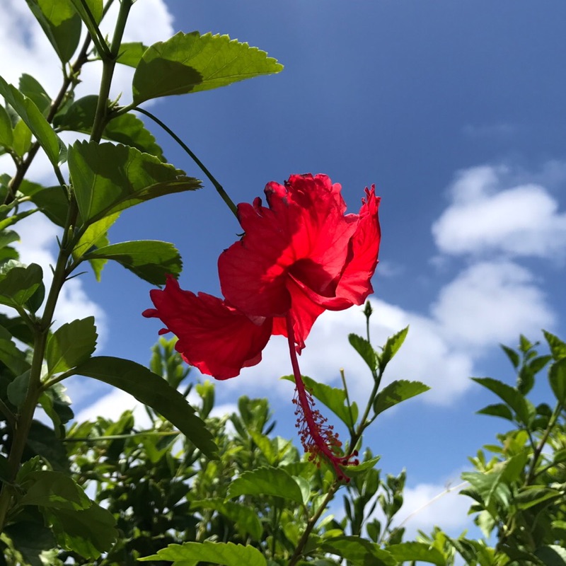 かわべ きょうこ