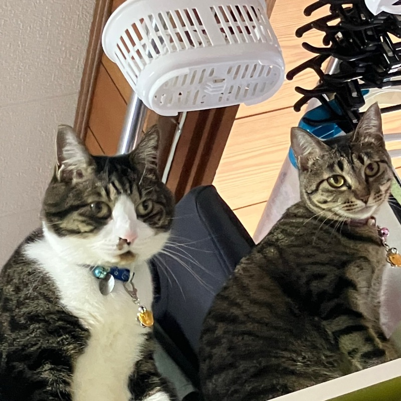 犬の整体　ソラハナ