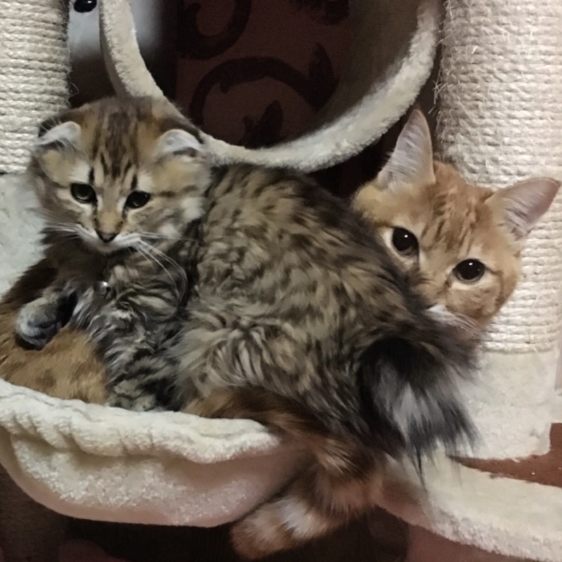 にゃにゃ倶楽部