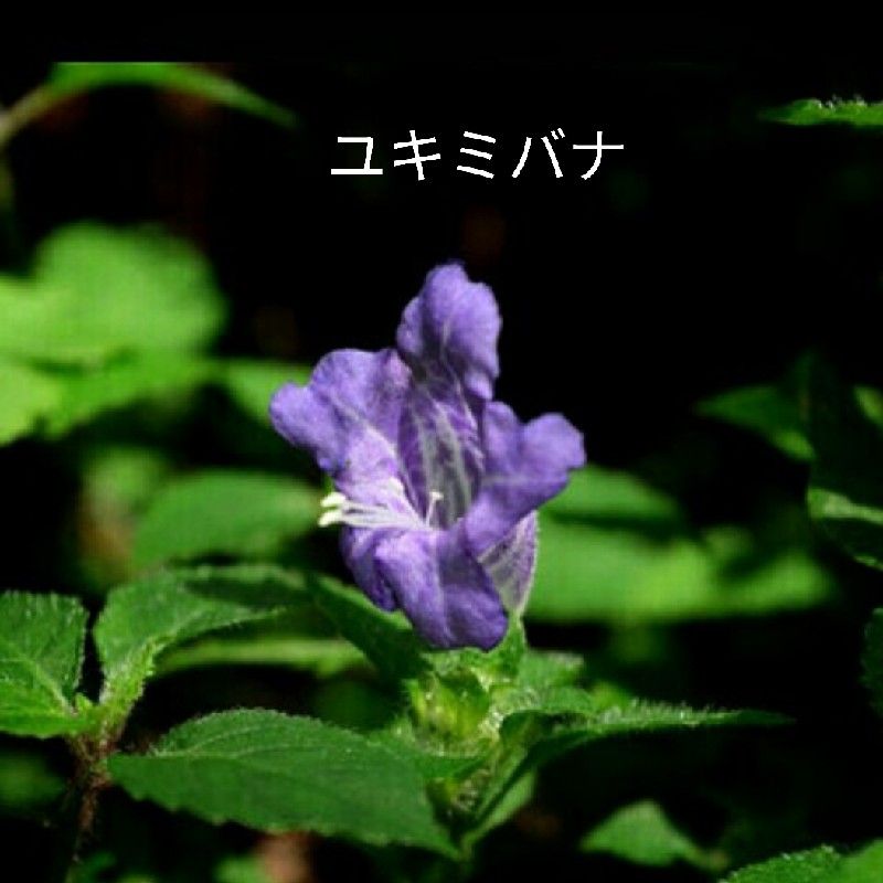 ふじま ゆきみ🔸