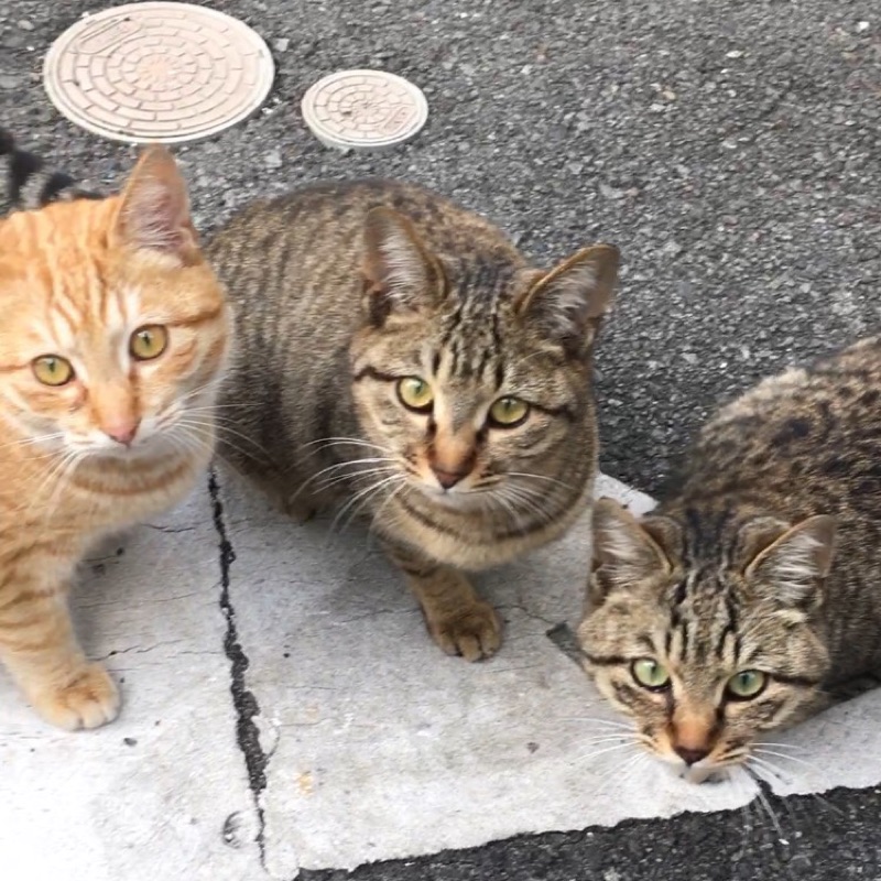 ぎょぎょ美(｡･ω･｡)