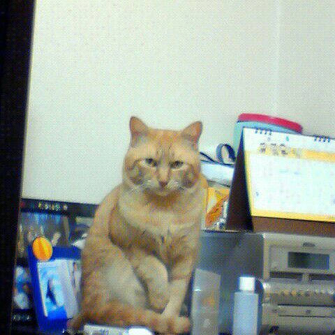 ジャンケンジョニー