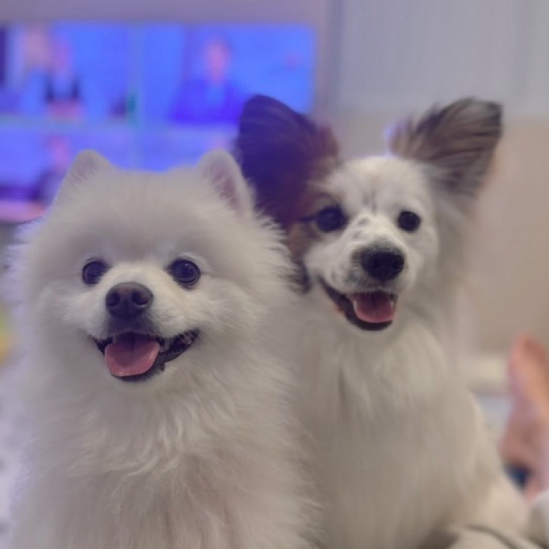 わたあめパッチ