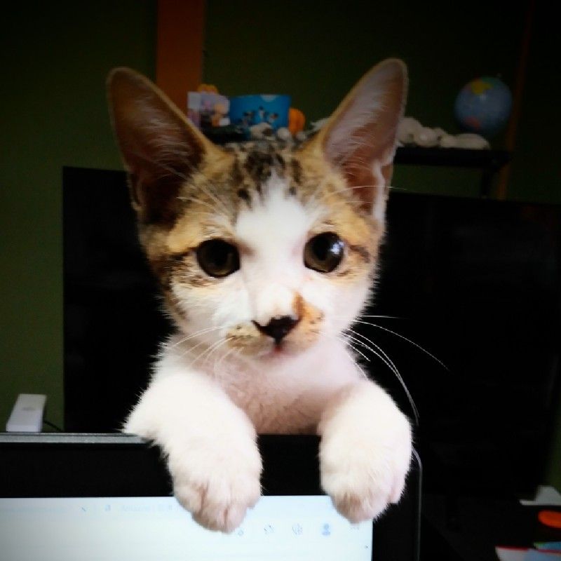 ヤマザキトモコ