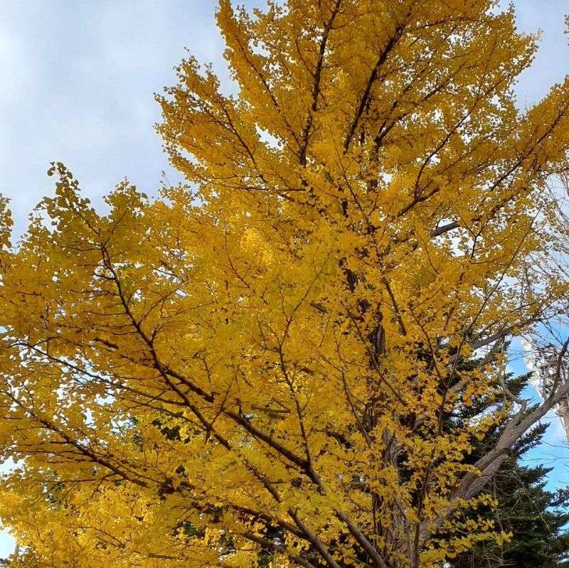 中村家応援隊の一人