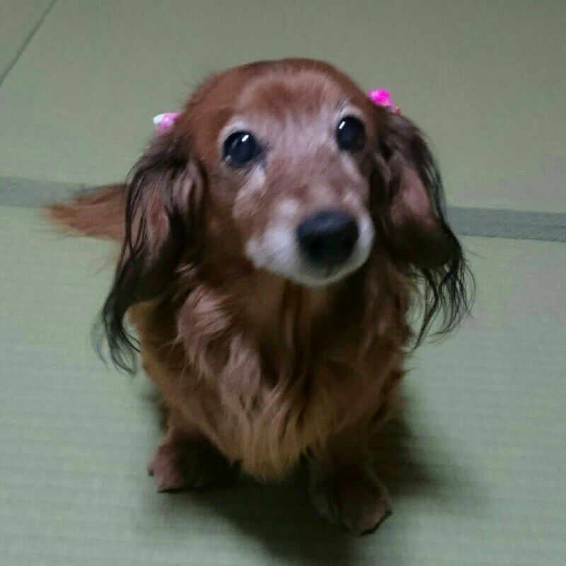 宇佐高校ウエイトリフティング部保護者会