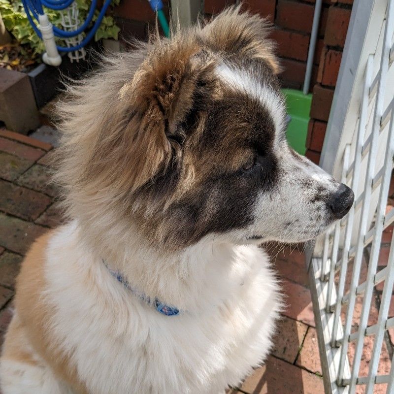 いのうえ　幸、虹