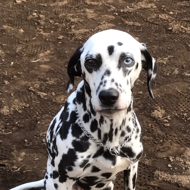 🥊金子健太郎（Kenta）🥊