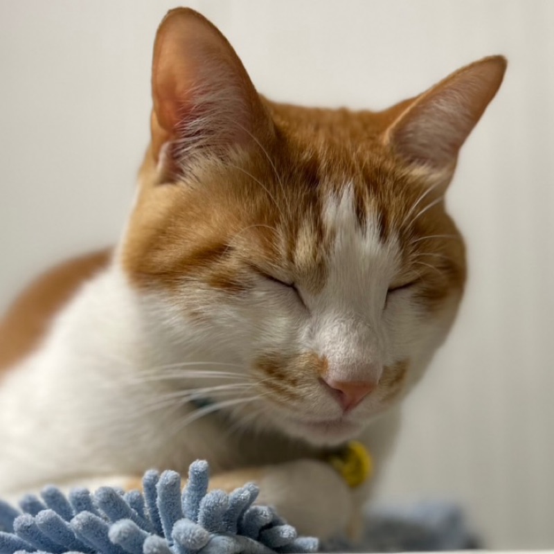 あきやま　まい