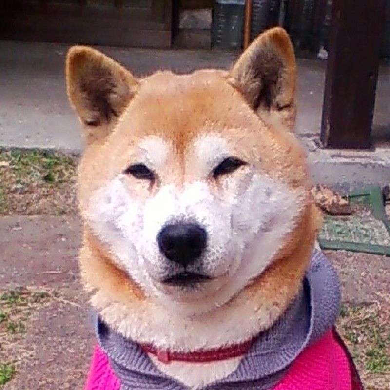 イタグレ／CAROのおばあちゃん