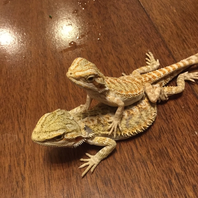 つぶぐみそるじゃー