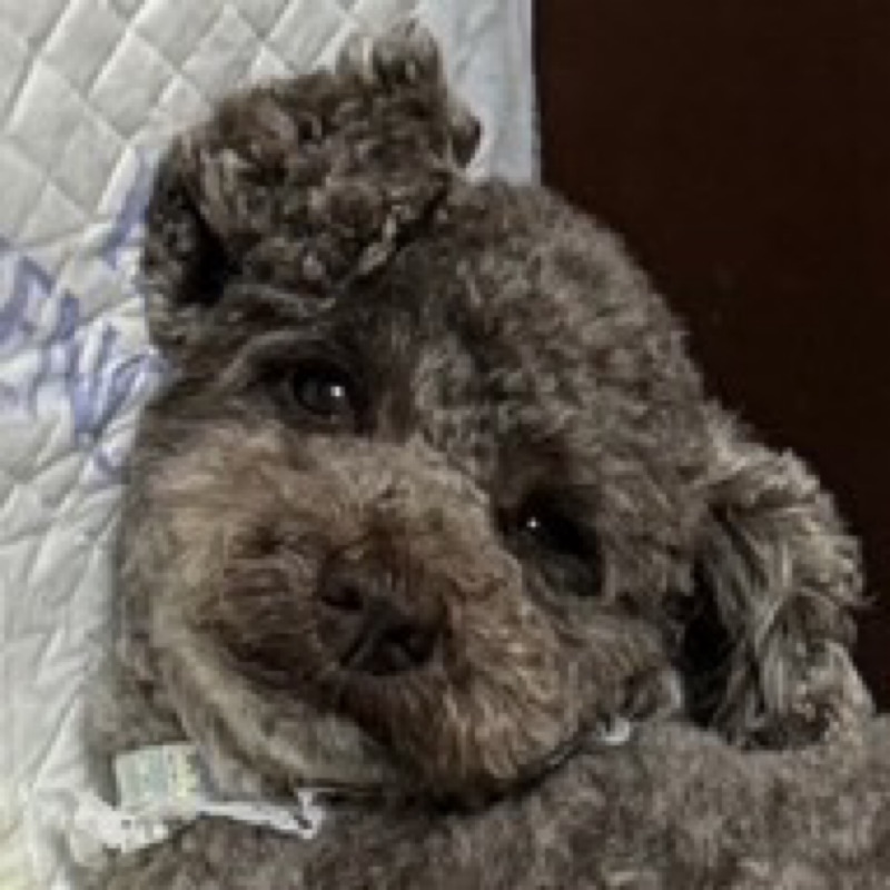 山本(近藤)果穂