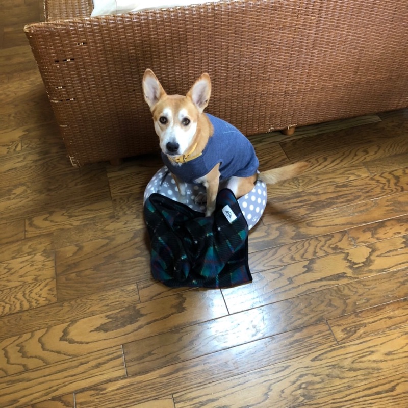 えのきだとしき