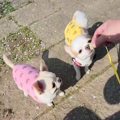 PEARL&COCOママ🐶🐶🐾