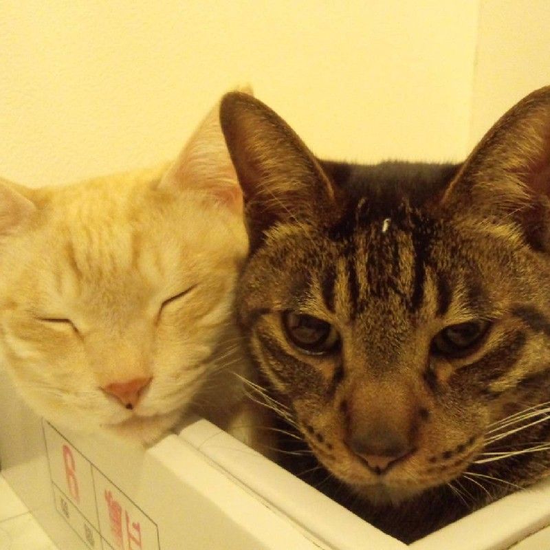 きたおかよしき