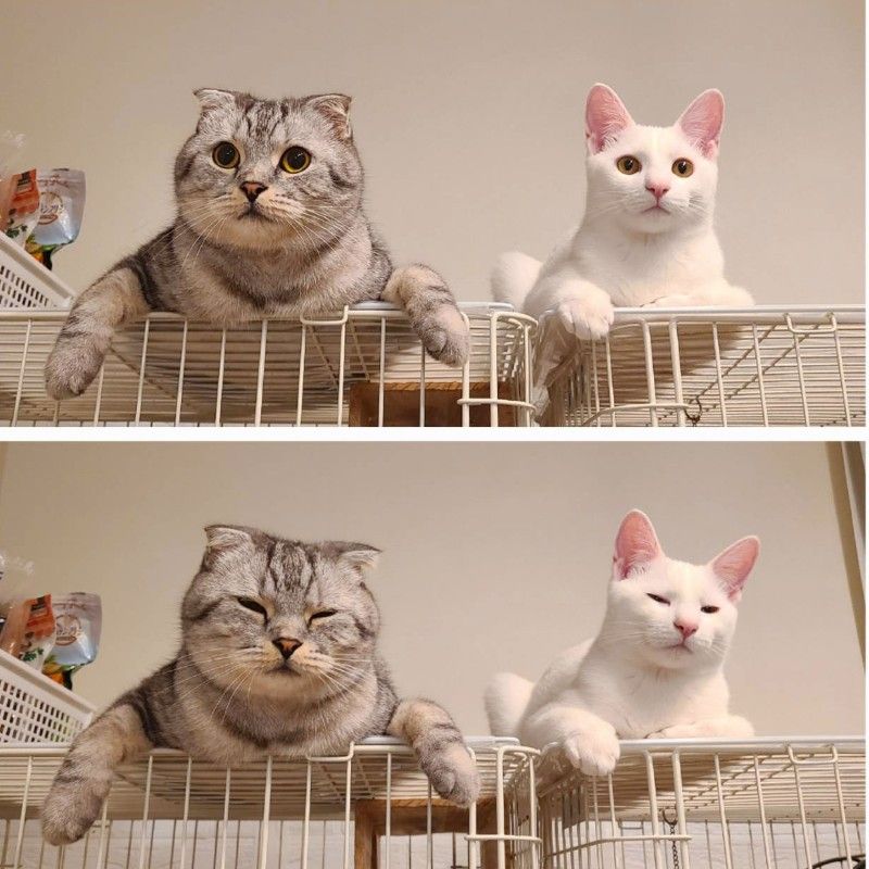 ししぐみちゃん