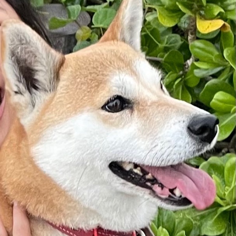 らっきーちゃいるど