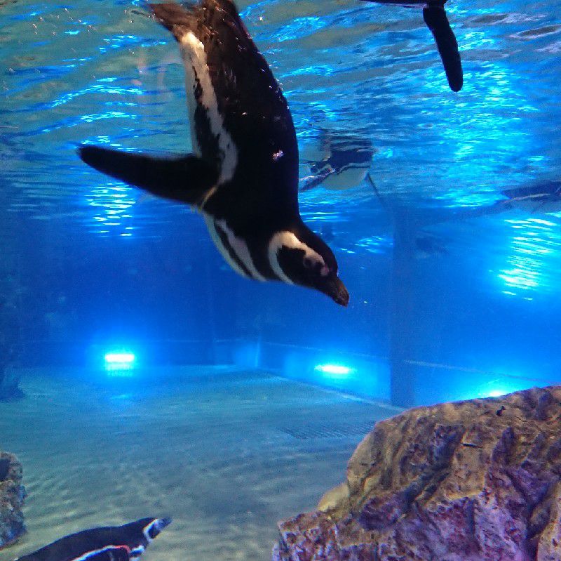 むらやまようこ