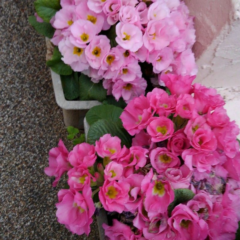 よしこ、おざ