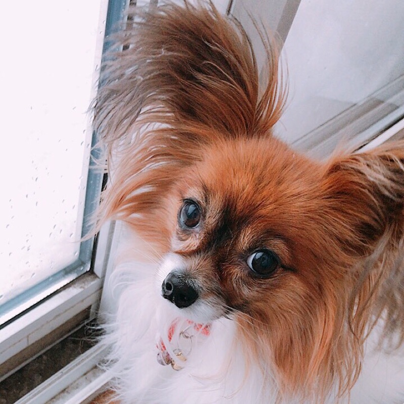 あきひこ