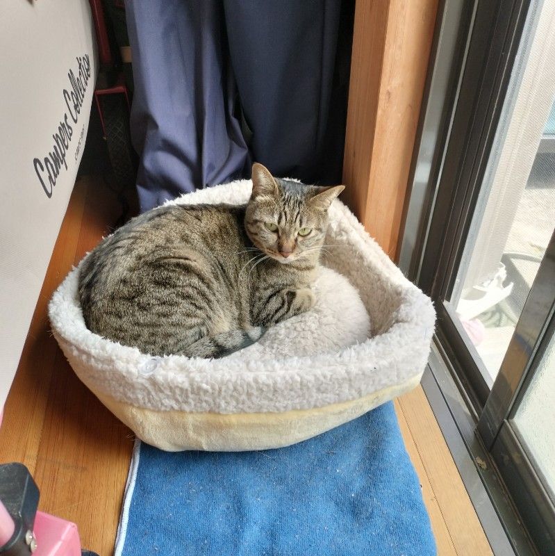 よしだまり