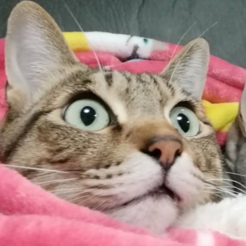 ハーリー&ケイティ