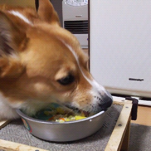 ゆいコロンベイリーあいる