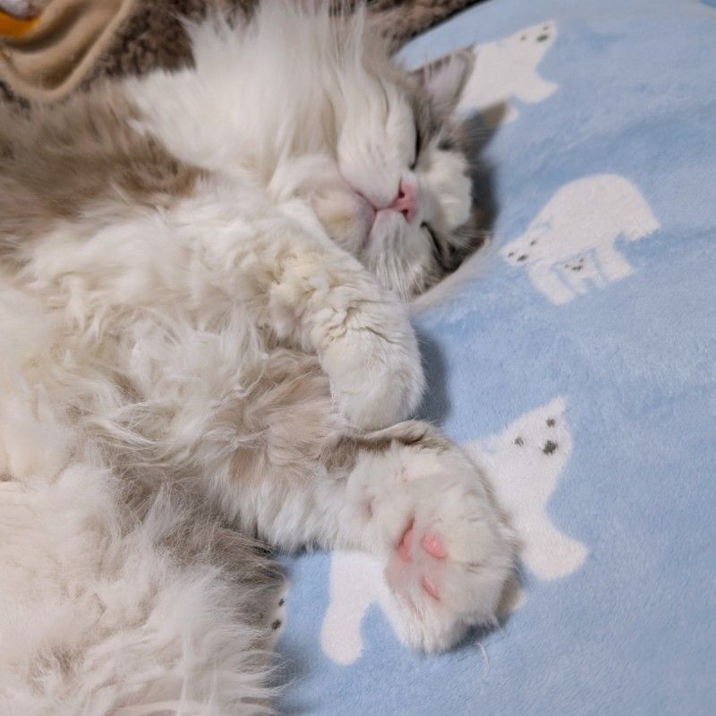 すべてのニャンコが幸せな猫生を送れますように