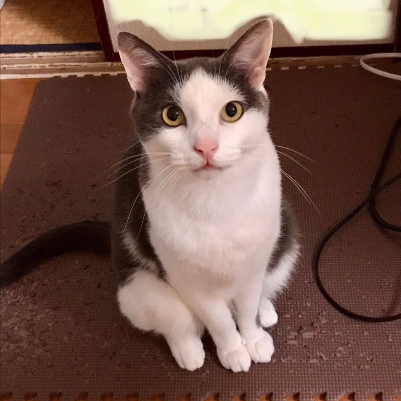 えんどうともこ