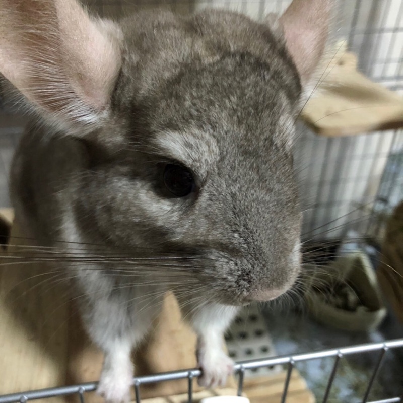 猫と暮らしたい