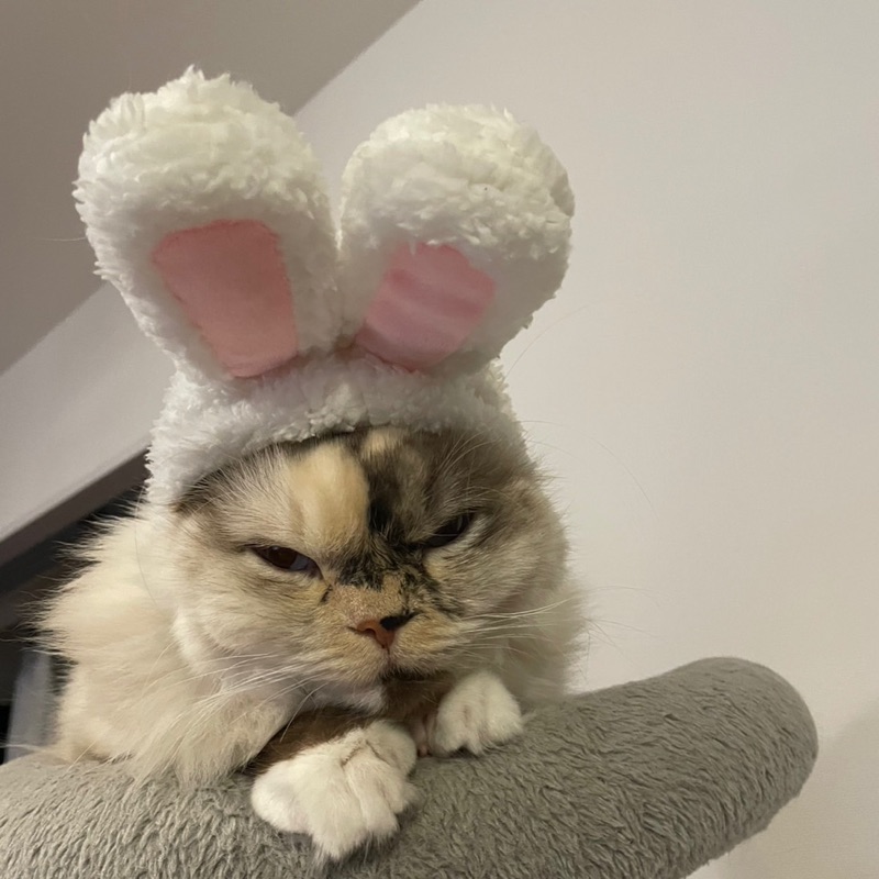 テラダヒロズミ