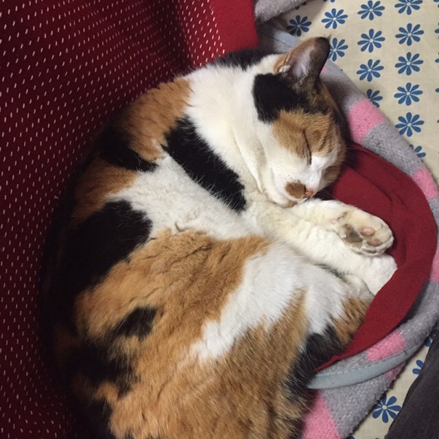 よしだまさと（さとちゃん）